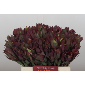 Leucadendron Senorita
