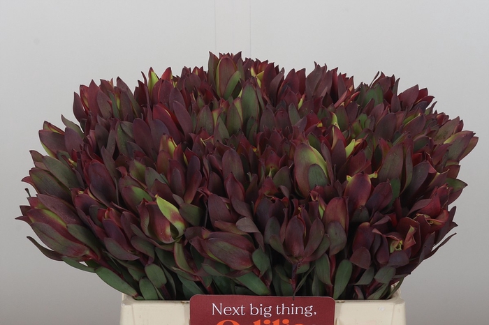 <h4>Leucadendron Senorita</h4>