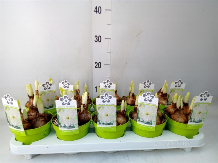 <h4>Narcissus ...</h4>