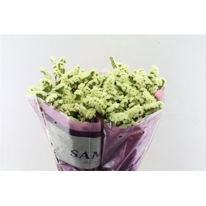 Lim S Yello Sun Bird