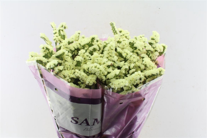 <h4>Lim S Yello Sun Bird</h4>