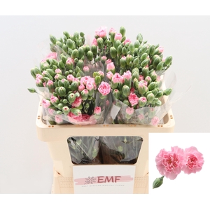 Di Tr Rosadita