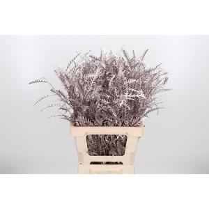 Grevilea Ivanhoe Kl Bh Champagne