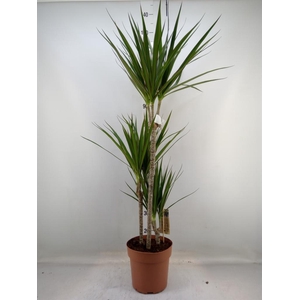 Dracaena marg.
