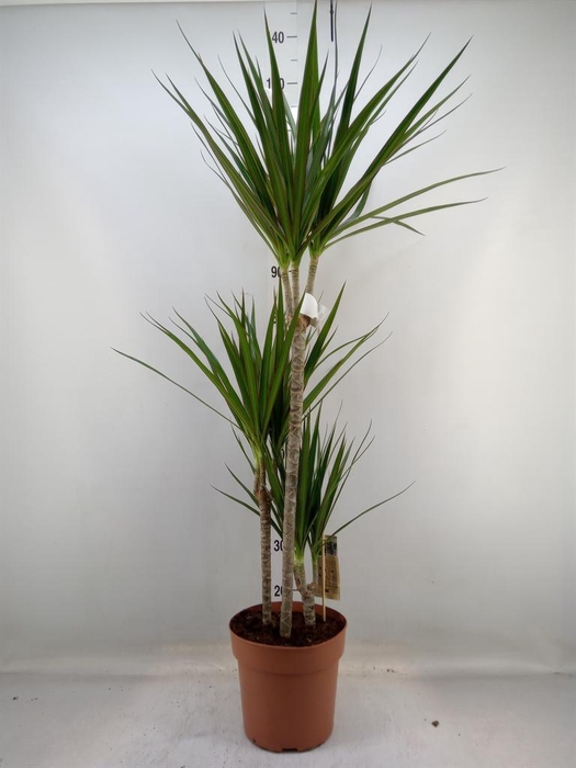 <h4>Dracaena marg.</h4>