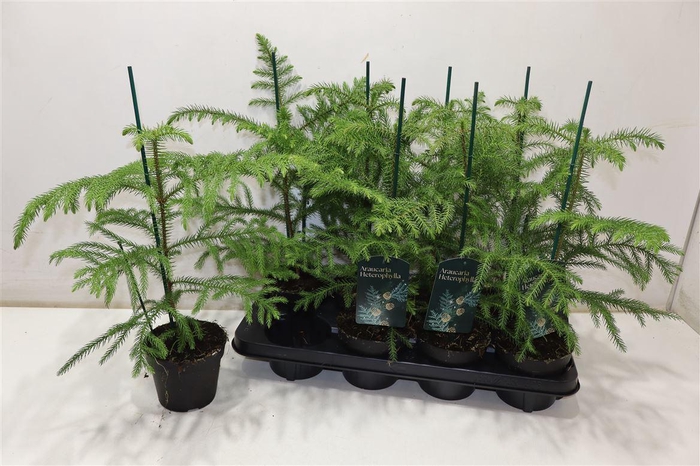 <h4>arr8 Arau Ov</h4>