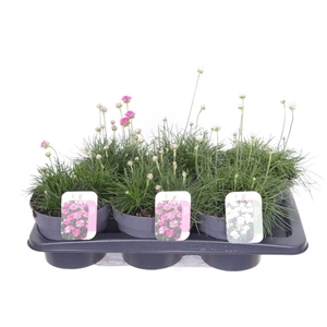 Armeria maritima mix