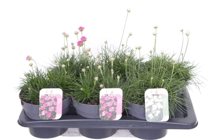 <h4>Armeria maritima mix</h4>