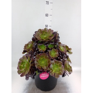 Aeonium arboreum 'Velours'