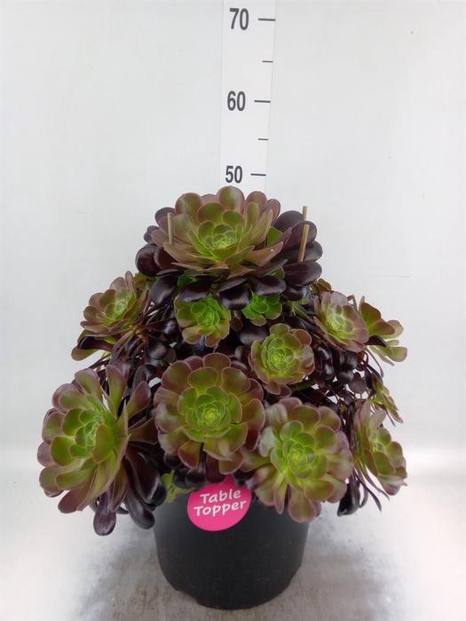 <h4>Aeonium arboreum 'Velours'</h4>