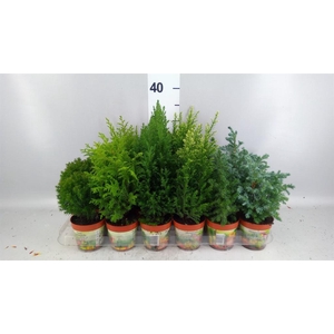 Conifers   ...mix