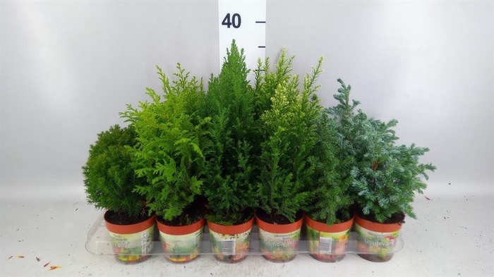 <h4>Conifers   ...mix</h4>