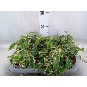 Ficus sagittata