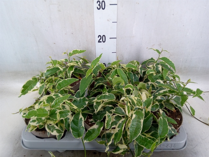 <h4>Ficus sagittata</h4>