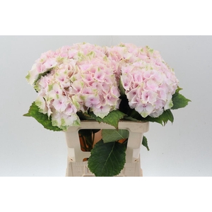 Hydr M Mag Emerald