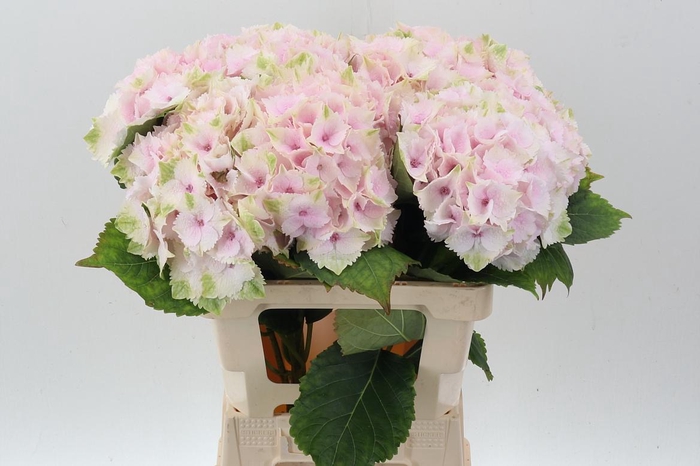 <h4>Hydr M Mag Emerald</h4>