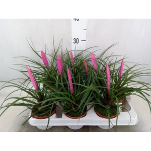 Tillandsia cyanea 'Vincent'