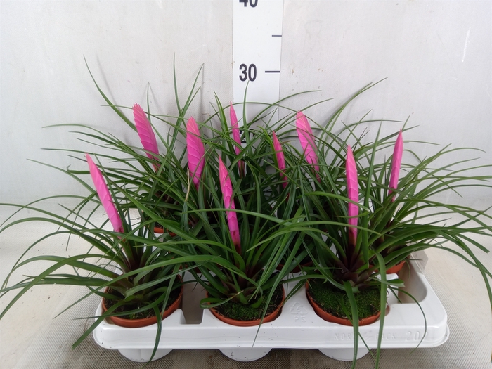 <h4>Tillandsia cyanea 'Vincent'</h4>