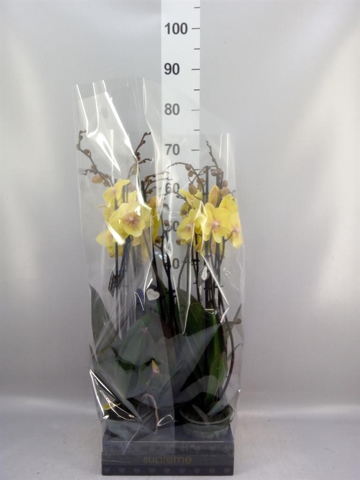 <h4>Phalaenopsis  'Manta Palau'</h4>