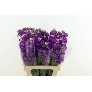 Matth. Iron Purple 60cm