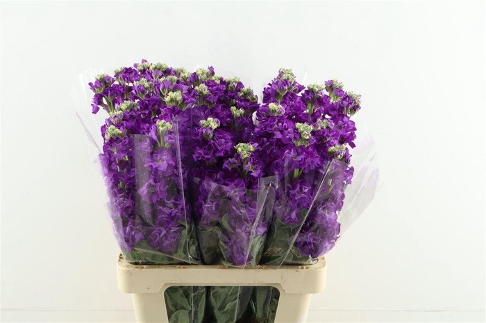 <h4>Matth. Iron Purple 60cm</h4>