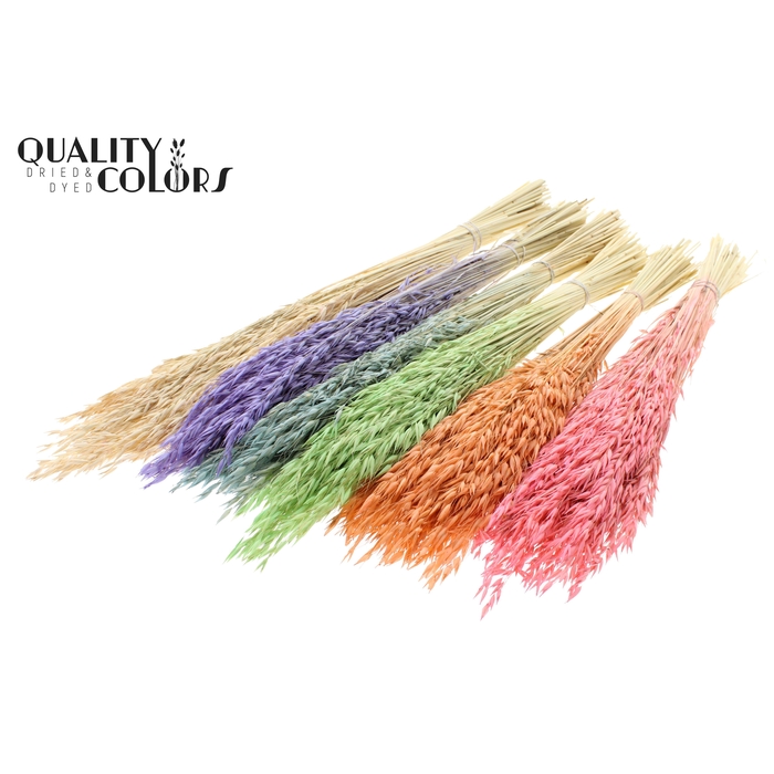 <h4>Avena per bunch Bleached Mixed Colours Frosted</h4>