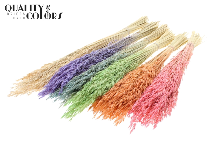Avena per bunch Bleached Mixed Colours Frosted