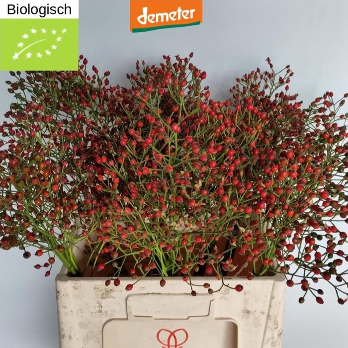 <h4>ROSA MAG RED CASCADE</h4>