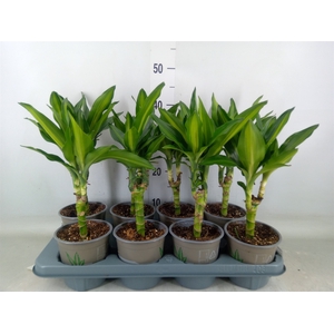 Dracaena frag. 'Cintho'