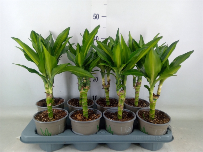 <h4>Dracaena frag. 'Cintho'</h4>