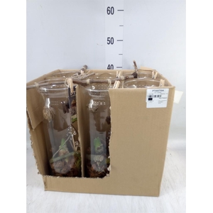 Arr.  Hippeastrum  L%