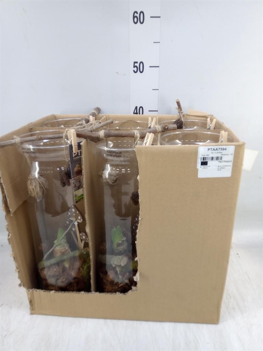 <h4>Arr.  Hippeastrum  L%</h4>