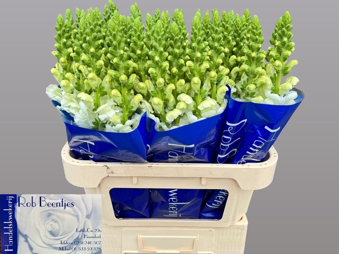 <h4>Antir Antibes White</h4>