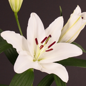 Lilium Oriental White 3/5 buds