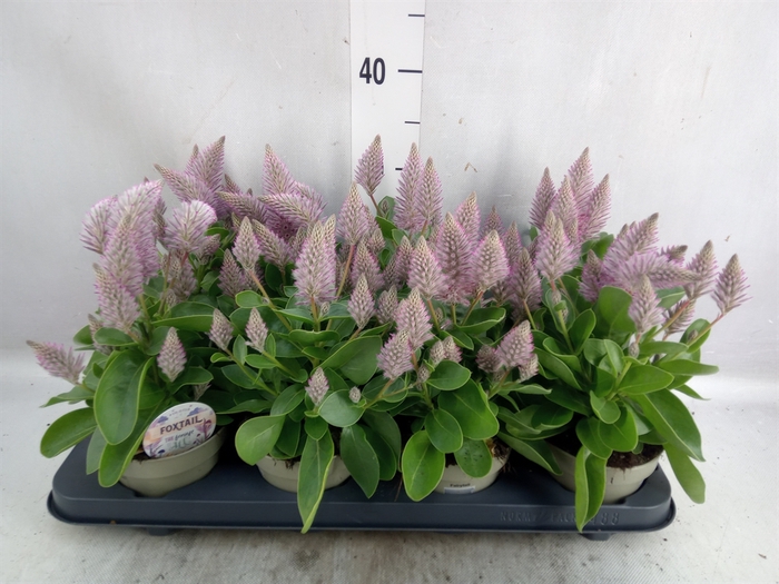 <h4>Ptilotus exaltatus 'Joey'</h4>