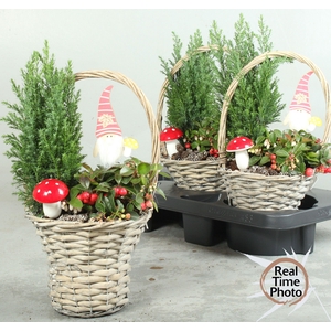 ARR TUINPLANTEN