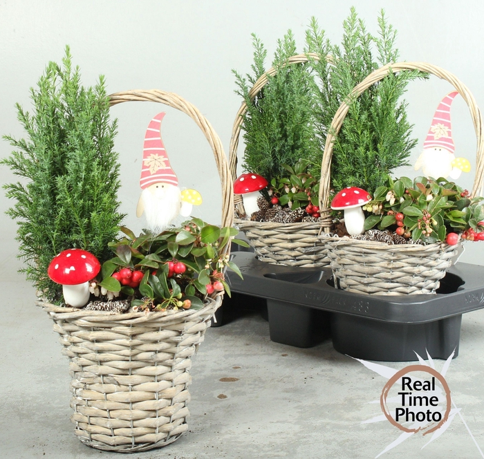 <h4>ARR TUINPLANTEN</h4>