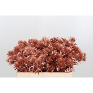 Eryn Supernova Kl Bh Koper