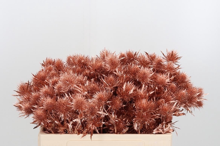 <h4>Eryn Supernova Kl Bh Koper</h4>