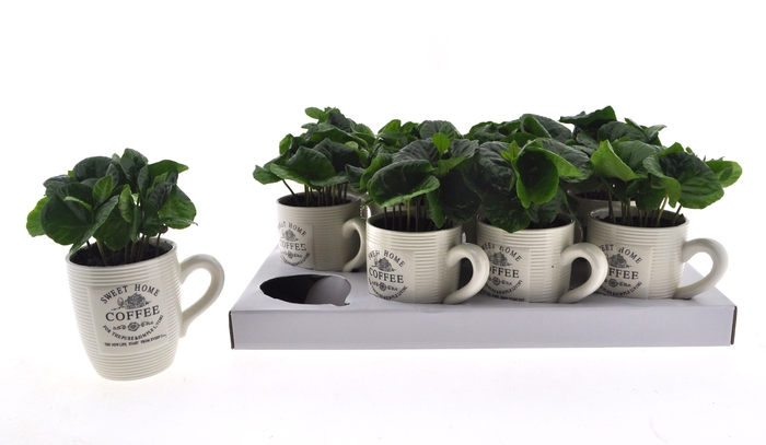 <h4>COFFEA ARABICA</h4>