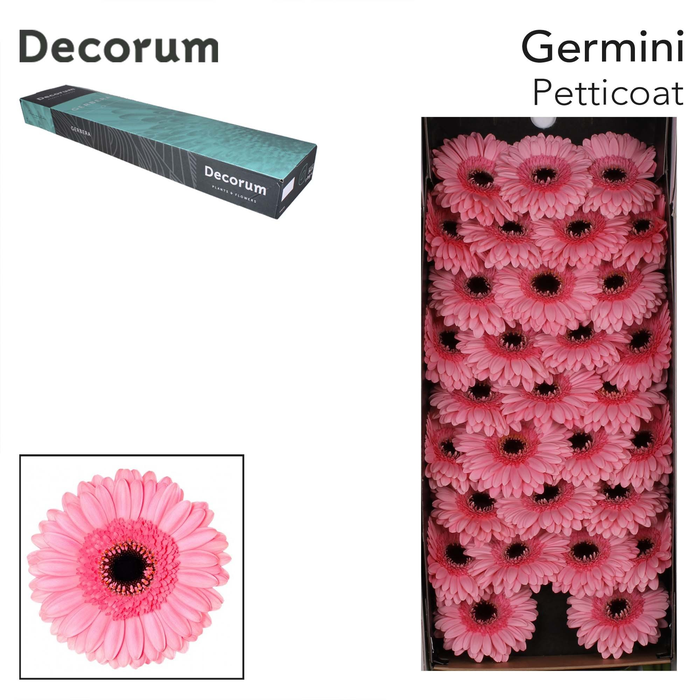<h4>Germini Petticoat Doos</h4>