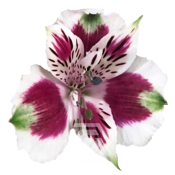 <h4>ALSTR CORDOBA 60CM Tessa</h4>