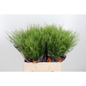 Lepidium Green Bell