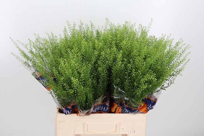 <h4>Lepidium Green Bell</h4>