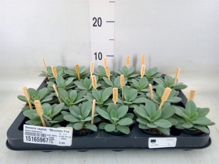 <h4>Senecio cephal. 'Mountain Fire'</h4>