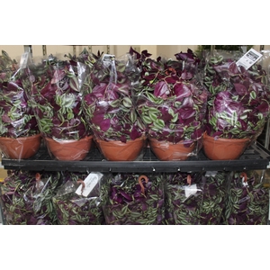 TRADESCANTIA ZEBRINA C21