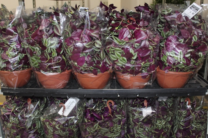<h4>TRADESCANTIA ZEBRINA C21</h4>