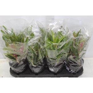 NEOREGELIA FIRE BALL P13