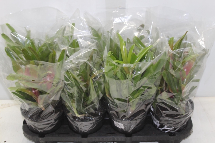 <h4>NEOREGELIA FIRE BALL P13</h4>