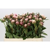 Paeonia Sarah Bernhardt